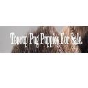 Teacup Pugs 4 Sale Home. logo